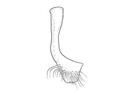   Anthidium pallidiclypeum  male, diagram showing ventral view of seventh sternum (S7), diagram from Gonzalez and Griswold 2013 

